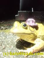 /home//u458753944/public_html/sourcegallery//////////Roxborough Toad Detour/2023/2023-04-06/P4060697.JPG